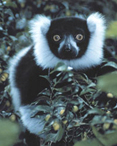 lemur.jpg