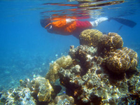 reef_snorkeler.jpg