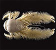 comlfurry_crab.jpg