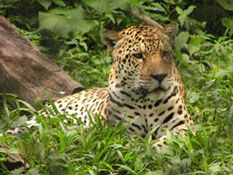 peru_jaguar.jpg