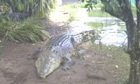 800px-largecroc.jpg