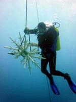 indon_mtunderwater-ecoreef1jpg.jpg