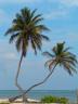 trees_tree_palm_743377_l.jpg