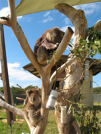 cape-otway-koalas.jpg
