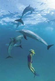 dolphinswim1.jpg