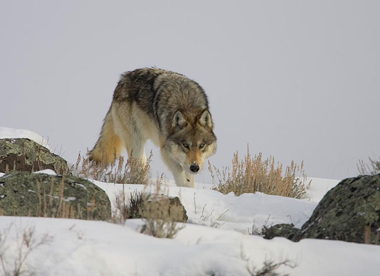 yellowstone-wolf.jpg