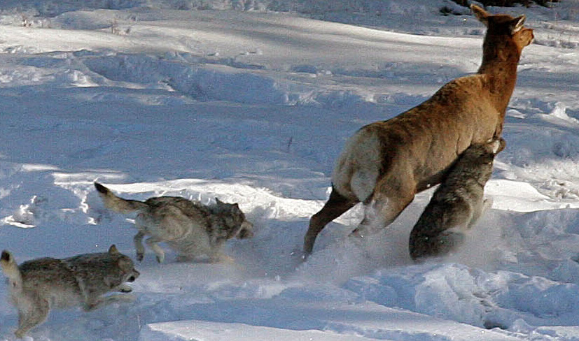 yellowstone-wolves.jpg