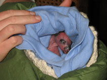 baby-kangaroo2.jpg