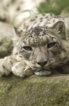 snowleopard2.jpg