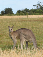 teenage-kangaroo2.jpg