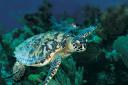 Ten Tips for Safe Turtle Watching on World Turtle Day