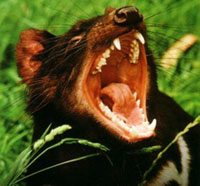 tasmanian-devil2.jpg