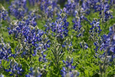 Bluebonnets (photo courtesy of the Austin CVB)
