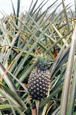 Oahu Pineapple Ready to Pick (Scarborough photo)