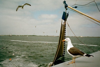 Some nautical friends in the Wadden Zee, the Netherlands (Scarborough photo)