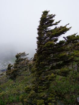 Grandfather Mountain summit, North Carolina (Scarborough photo)