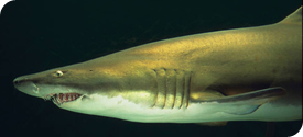 Tiger shark at the National Aquarium in Baltimore (courtesy the Aquarium)