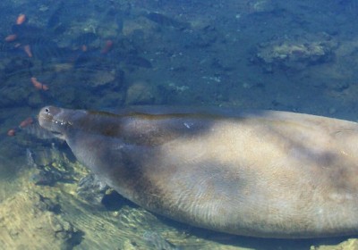 Manatee, Homosassa Springs Wildlife State Park, Florida (Scarborough photo)