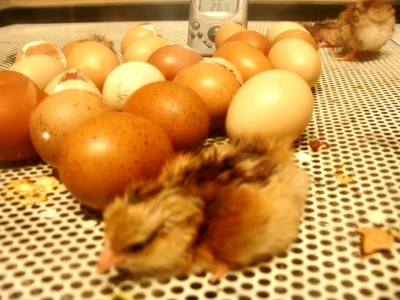 The chick hatchery, Children’s Museum of Houston (Scarborough photo)