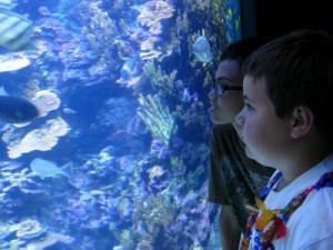 Two bright-eyed boys gaze into a tank at the Maui Ocean Center (photo by Sheila Scarborough)