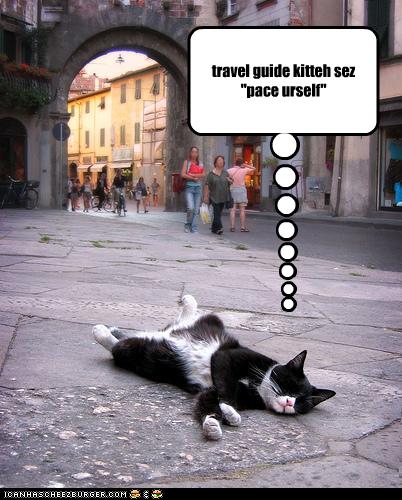 Travel Guide Kitteh says Pace Yourself (Courtesy I Can Haz Cheezburger)