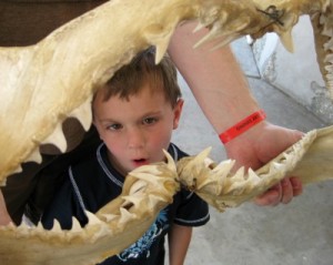 SeaWorld San Antonio shark mouth demo during a tour (photo by Sheila Scarborough) SeaWorld San Antonio shark mouth demo during a tour (photo by Sheila Scarborough)