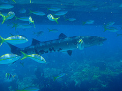 2731295981_291faf8107_m