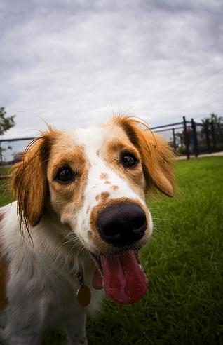 happy-dog-on-flickr-photo-sharing_1242940411368