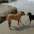 Dog Friendly Beaches in Florida