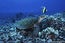 turtle