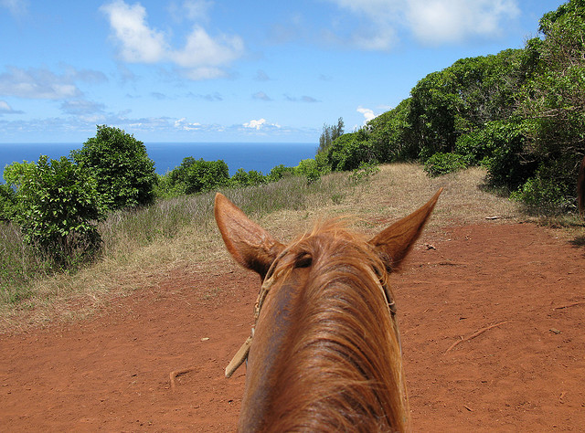 mauihorsebackriding
