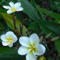 Getting from Honolulu to Maui