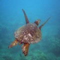 Top 10 Maui Snorkeling Spots [Sponsored Post]