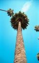 california_losangeles_palmtree_934186_l.jpg
