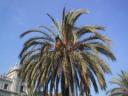 palm_tree_leaves_281915_m1.jpg