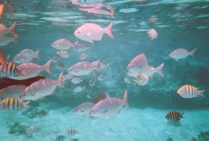 Diving in Cozumel