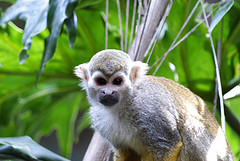 zoo1