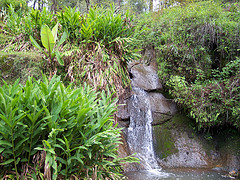 mazamitla