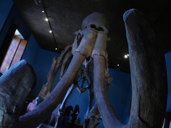 rsz_museo_regional_de_gdl_1_by_donarturo
