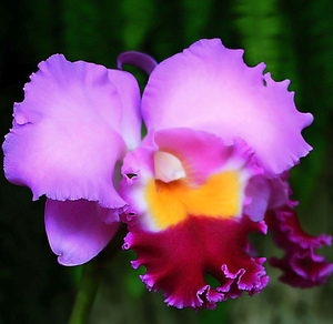 rsz_1orchids_randy_son_of_robert