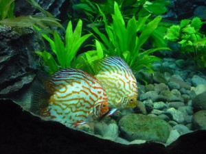 rsz_acuario_veracruz_gatom0g