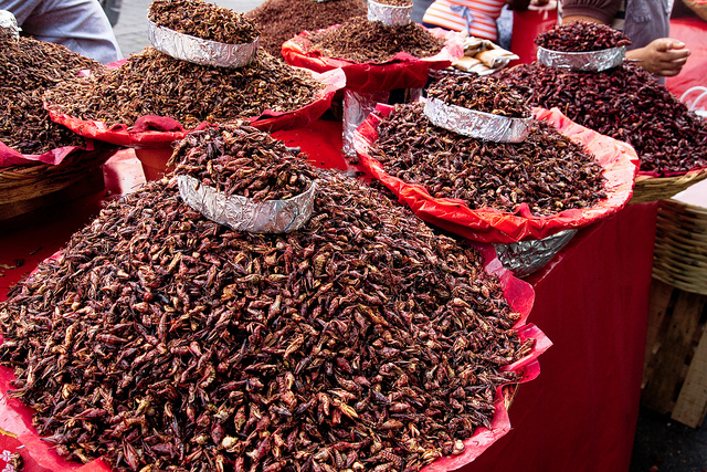 foods_grasshoppers
