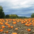 87 Reasons to Love Fall in Portland